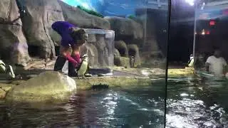 The Pebble and the Penguin 🐧 in real life (Part 1)