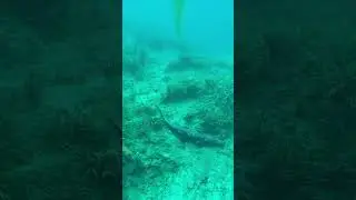Be careful swimming in Florida's natural springs!!!😨😱