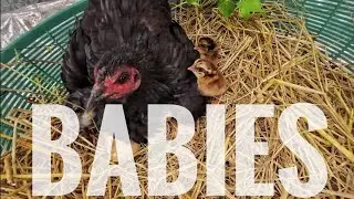 Life and BIRTH on our farm in RURAL THAILAND - ประเทศไทย 🇹🇭