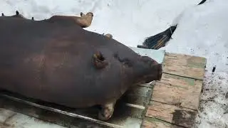 С вьетнамскими свиньями покончено! Забой вьетнамской свиноматки! Все ЗА и ПРОТИВ!
