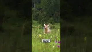 Охота на Единорога / Выстрел в шею 100 м. 
