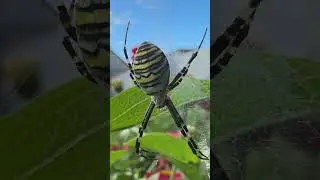 #spider #spiderman #spiderman2 #nature #nationalgeographic