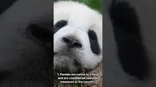 10 fun facts about pandas