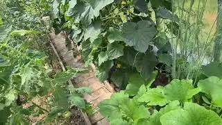 Огурцы, томаты и перец в одной теплице. Вы должны это видеть!