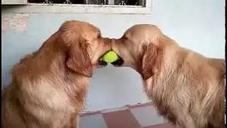 Dogs Play Tug of War with Tennis Ball