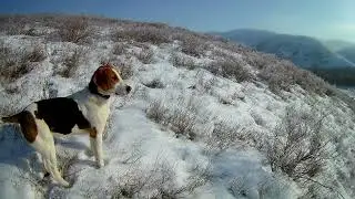 Охота на зайца. Чудесная погода, чудесная охота!!!