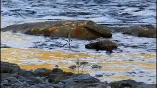 American Dipper Hunting Along the South Fork Eel River