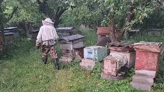 Почему пчелы выкучиваются.