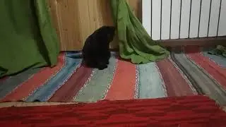 Реакция Чери на мыльные пузыри (Я живая!)
