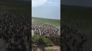 aphex duck