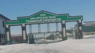 Купил бычков