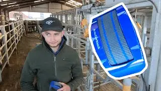 Cow collar trial, Bulling time!!!