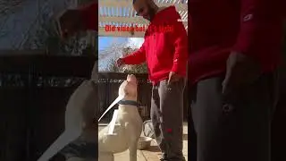 #bando4life #dogopower #masterofallbulldogs #bandogs #dogopups #bandostyle #messi #raw