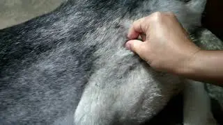 husky shedding season
