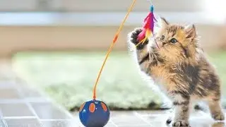 How to train your Persian cats kitten | Millie trying to catch the mouse🐭| Cutecats Petshop