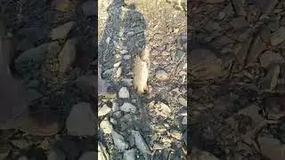 Улов рыбака Александра