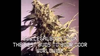 Herb Tree - Collie Buddz - On The Rocks - 2009