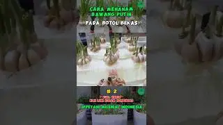 Menanam Bawang Bisa Seperti Tanaman Hias #petanimilenial #bercocoktanam #inspirasiberkebun #farmidea