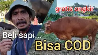 Beli Sapi BISA COD? || Pedagang Sapi Qurban Online Kota Tarakan 2021