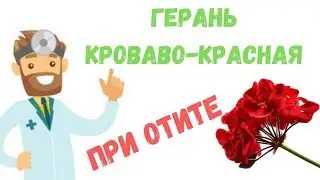Герань кроваво-красная полезные свойства и применение, противопоказания и приготовление
