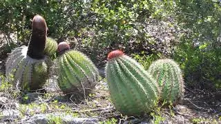 Adı Türk,  İngiliz toprağı, halkı siyahi! Bu nasıl ülke?
