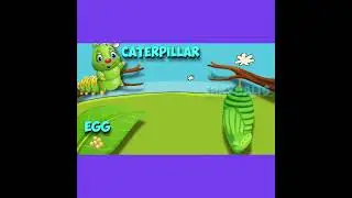 Butterfly Metamorphosis (SHORT)