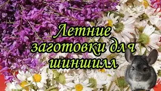 Летние заготовки для шиншилл.