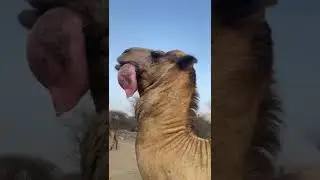 camel ko ka.....