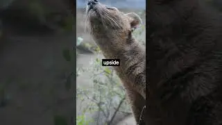 Fossa facts you didn't know #fossa #animals #animalfacts