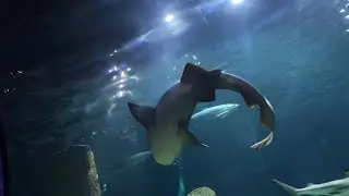 Acuario Michi #guadalajara