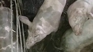 выгодно ли держать свиней?