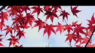 [임금님의 숲] 전주건지산 애기단풍/241208