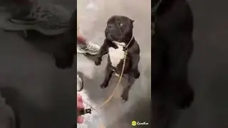 What the dog doing?