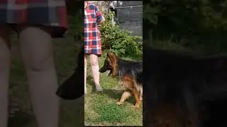 Играет с нами Берта !