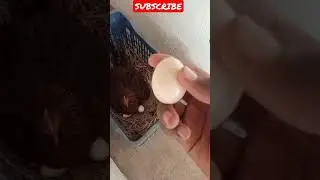 🥚Naatukozhi Adai 