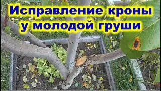 ФОРМИРОВКА кроны у ГРУШИ. Обрезка на раскрытие кроны.