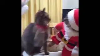 Милые котики