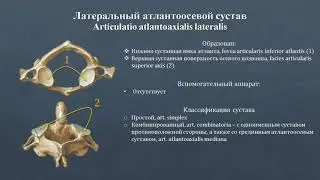 Анатомия латерального атлантоосевого сустава: строение, классификация, фиксирующий аппарат, движения