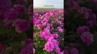 7 июня 2023 г.