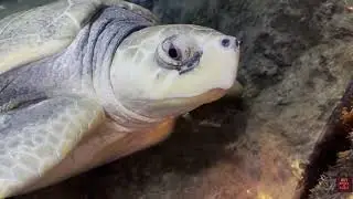 A Relaxing Stroll at Sea Life Aquarium