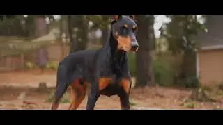 Sony a7iii S-log2 Cinematic clip