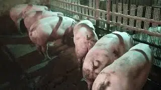 вот когда тишина в свинарнике!