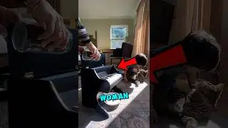 This Cat Learned To Play PIANO 