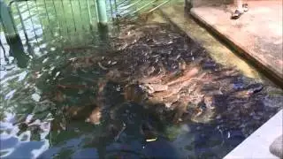 Река Иордан. Рыбы