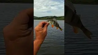 ПОКЛЕВКА ОКУНЯ #perch #perchfishing #рыбалканаокуня #окунь #микроджиг #рыбалка #shorts