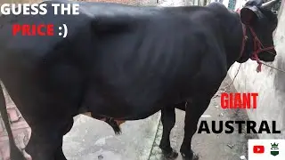 Giant Austral Bull|আমার ২০২১ সালের কোরবানির গরু |গরুর দাম চাইলেন 180k|