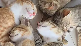 Kittens play with cartoon box #cat #catplay #kitten #funny