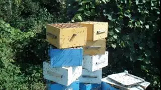 Народный улей Варрэ Осушка корпусов после откачки