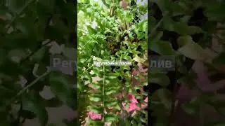 💚Растение истеричка😂💚 и что с ним стало 