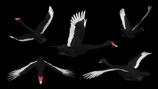 Black Swans - Flying Loops and Transitions - One, Two, Three, Four and Flock